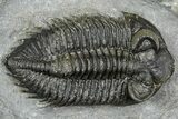 Double Coltraneia Trilobite Fossil - Huge Faceted Eyes #363238-1